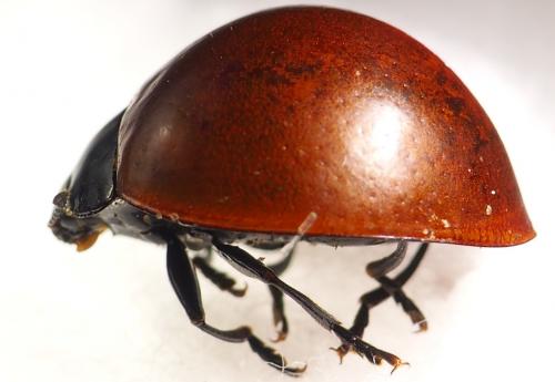 Réf. 289 440 : Aegithus clavicornis